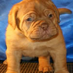 Baby Evra, doguedebordeaux breed
